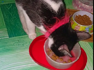 feeding my cat 🐈